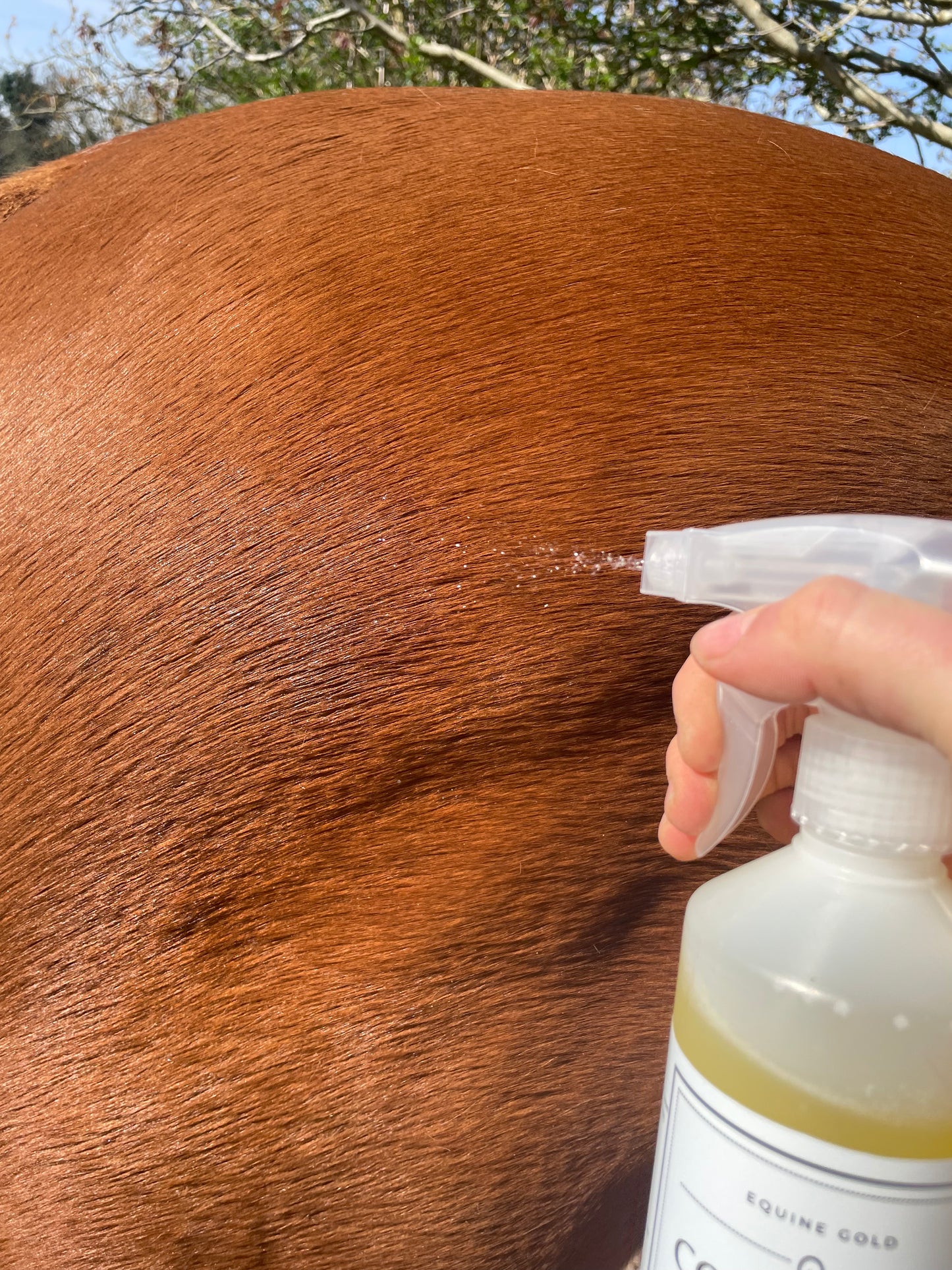 Equine Gold Coat Shine Spray