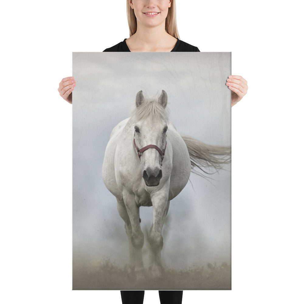 Grey Horse Canvas