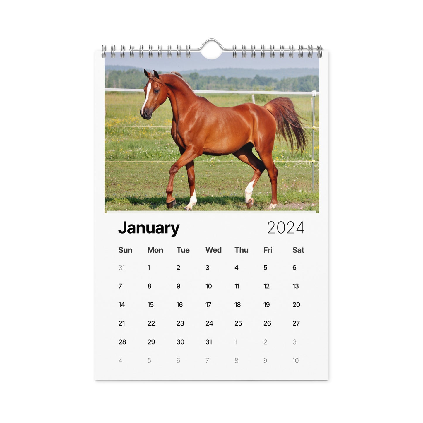 Beautiful Horse Wall calendar (2024)